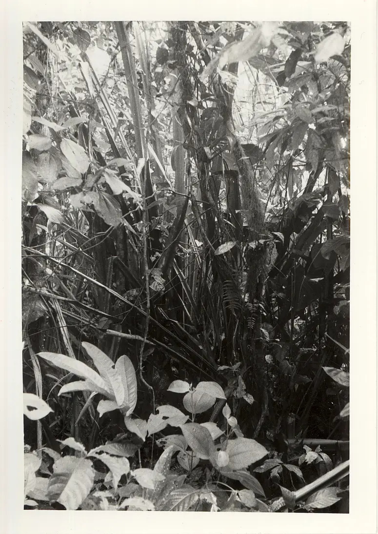 Negativ, Abzug