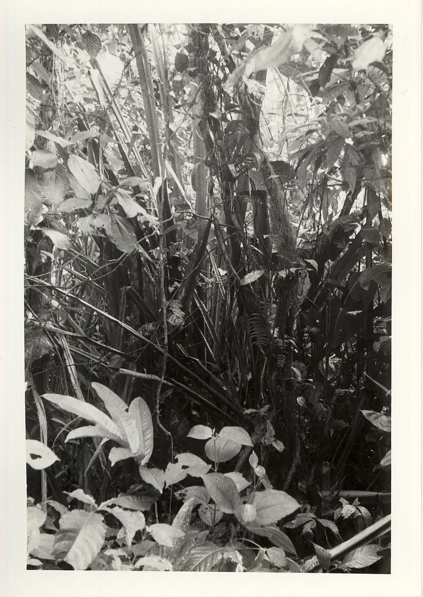 Negativ, Abzug