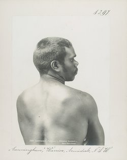 "Cunninghun", Warrior, Armidale, N.S.W.