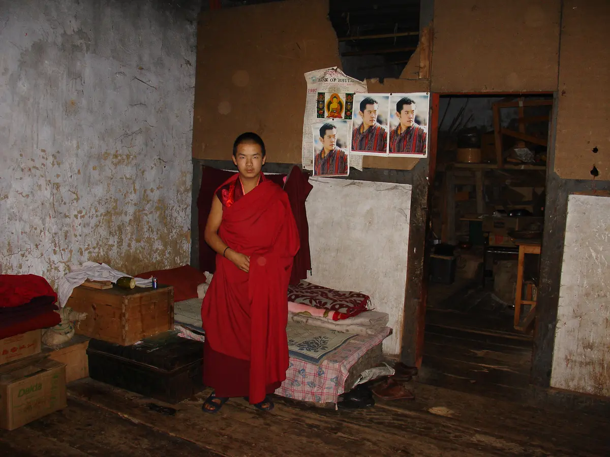 Junger Lama