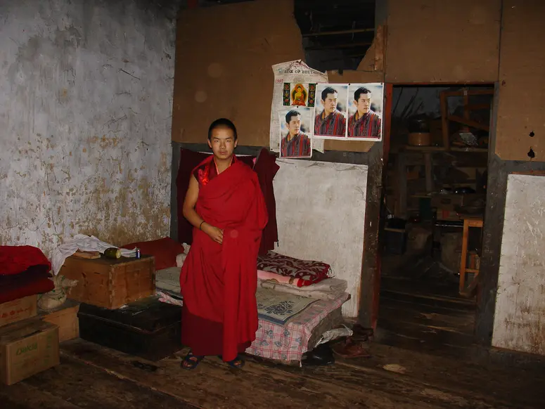 Junger Lama