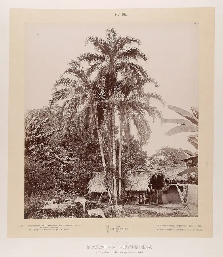 Palmengruppe und Haus