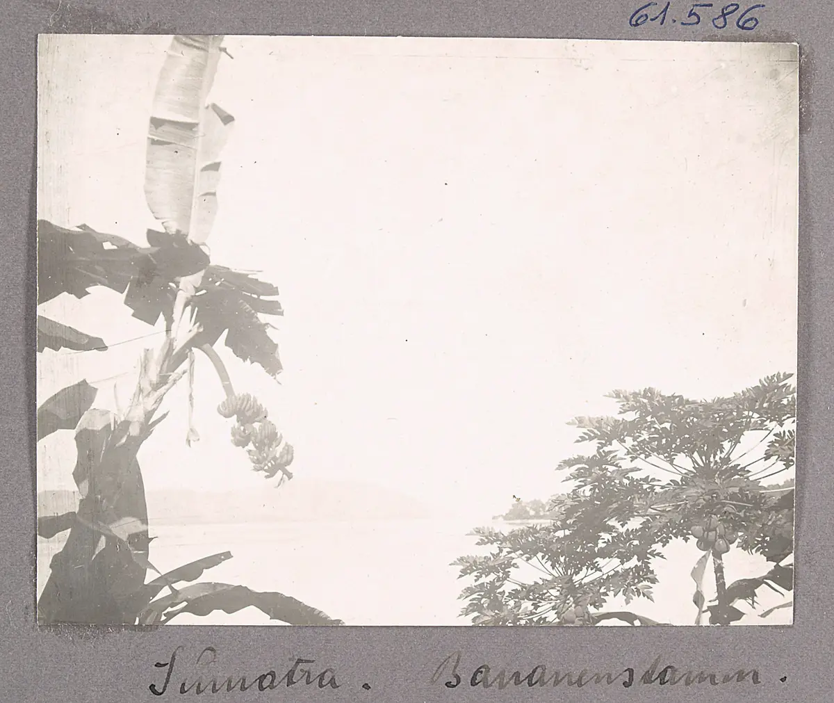 Sumatra. Bananenstamm