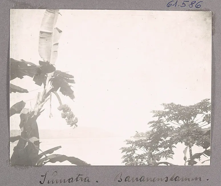 Sumatra. Bananenstamm