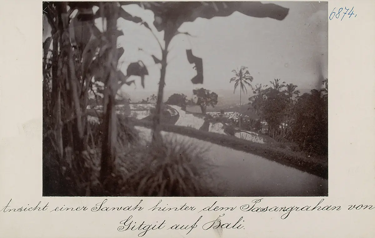 Ansicht einer Sawah (Reisterrasse) hinter dem Pasangrahan von Gitgit auf Bali