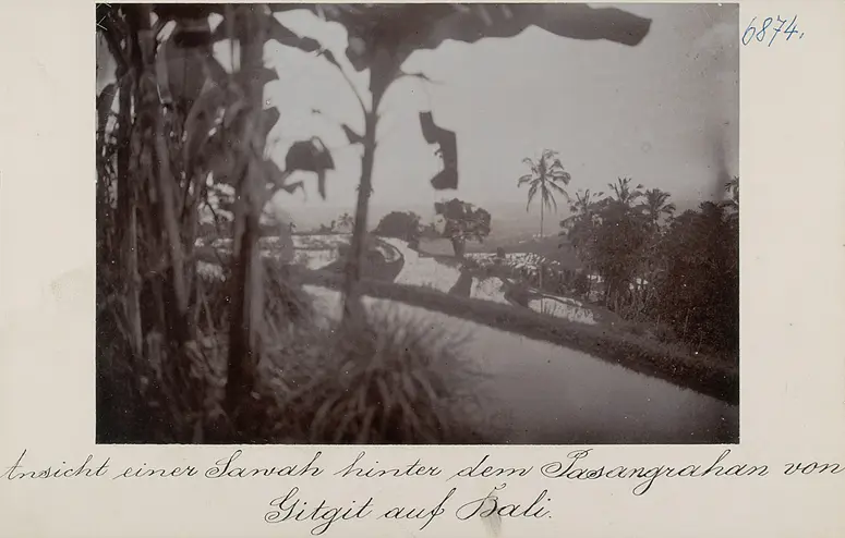 Ansicht einer Sawah (Reisterrasse) hinter dem Pasangrahan von Gitgit auf Bali
