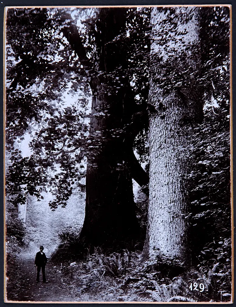 Big Trees, Stanley Park