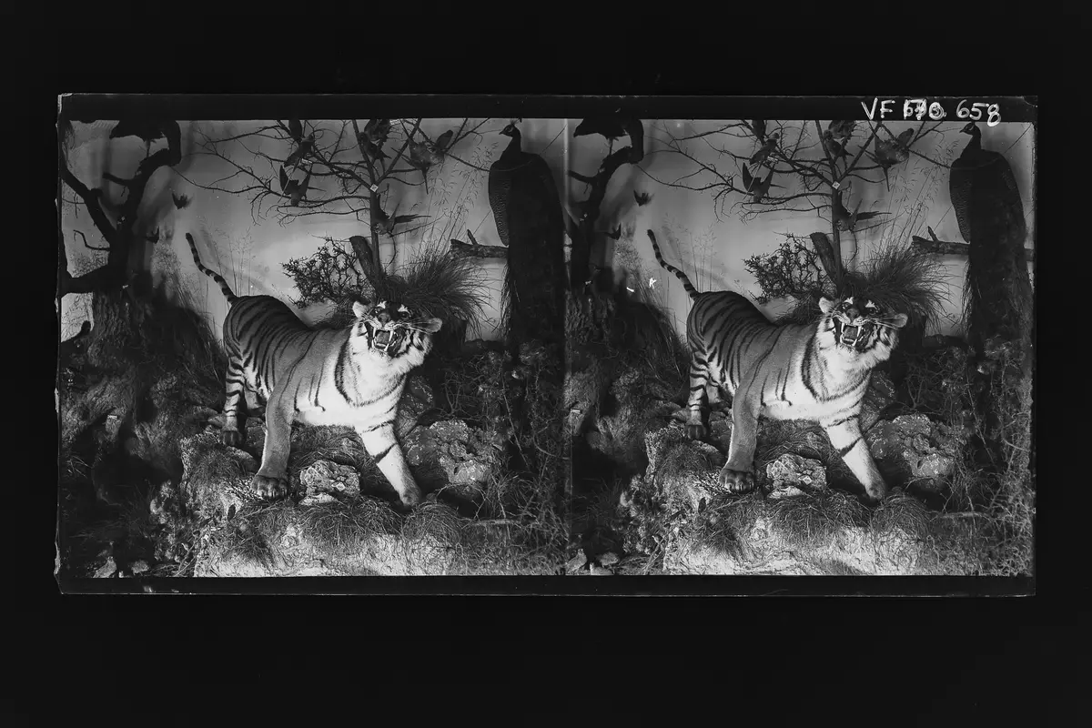 Stereofotografie, Negativ
