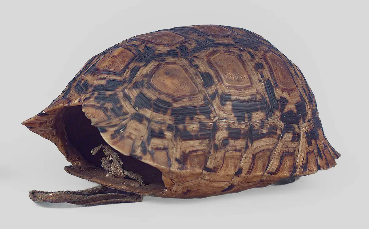 Schildkrötenpanzerbehälter
