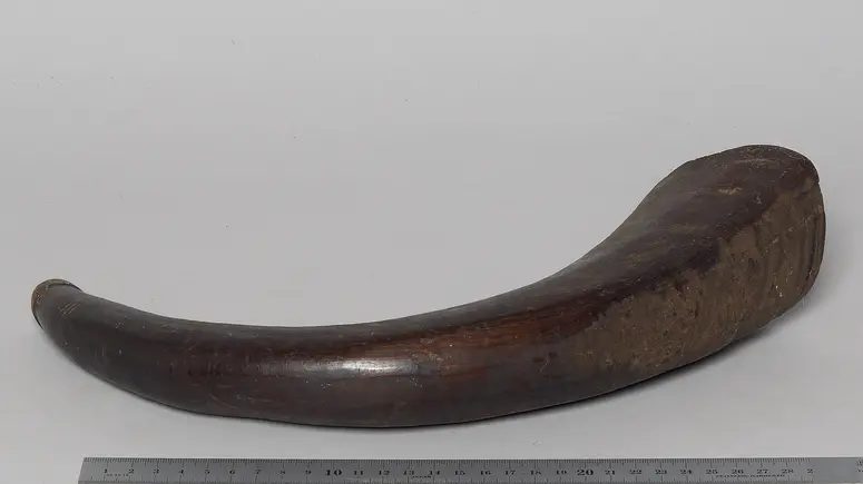 Horn