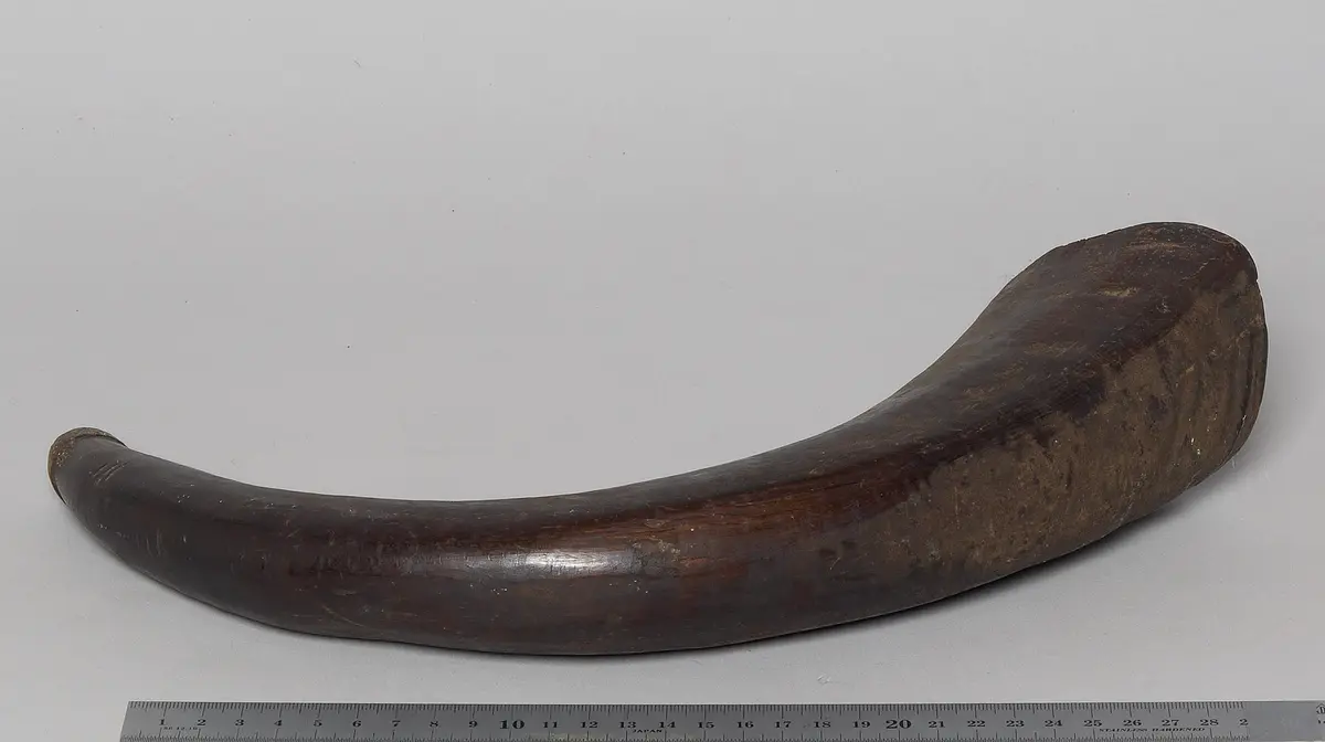 Horn