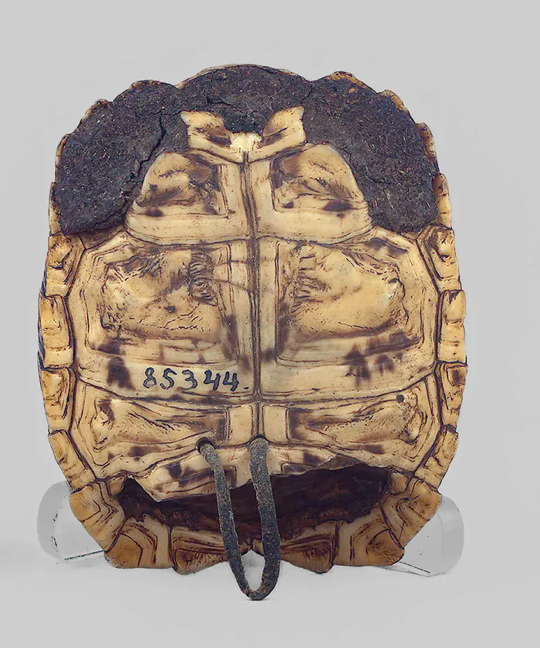 Schildkrötenpanzerbehälter