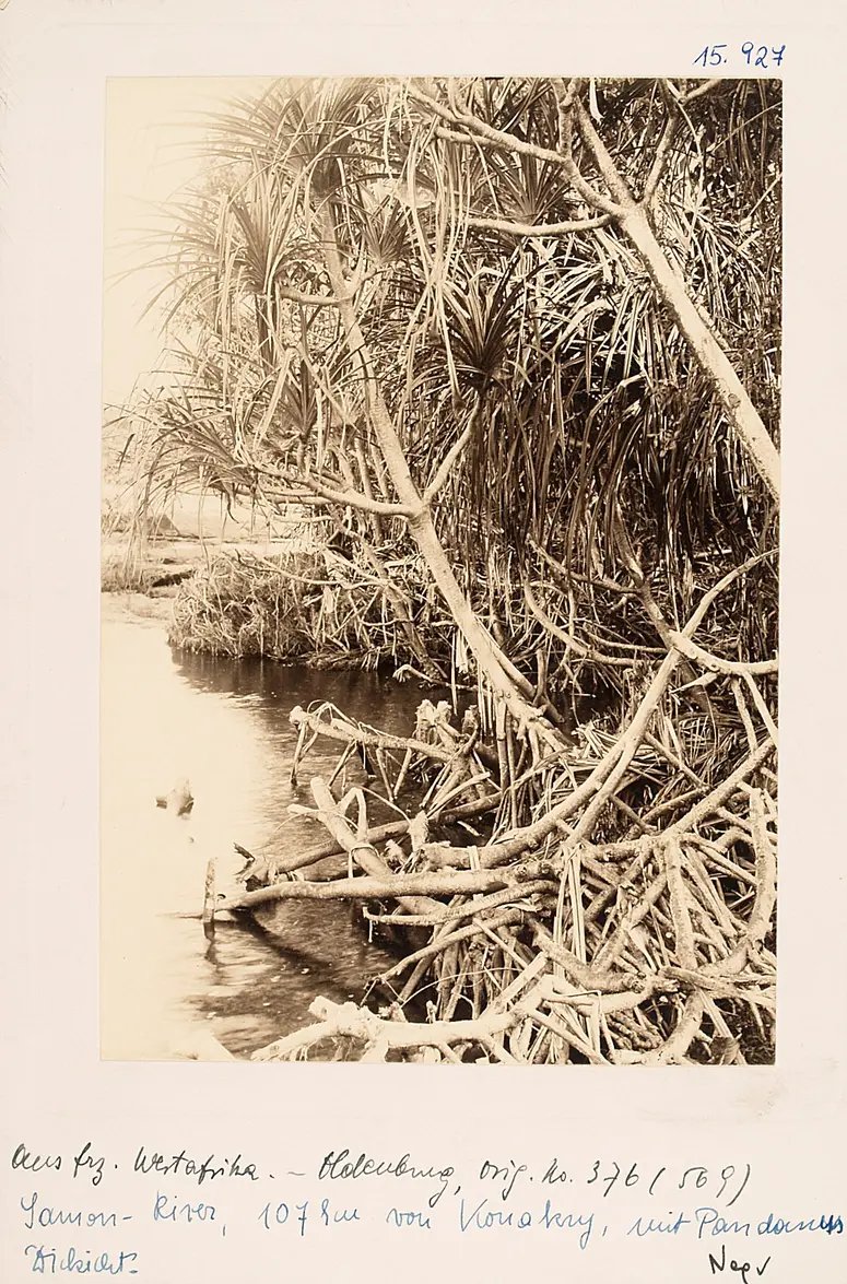 Samou-River (Pandanus-Dickicht), 107 km von Conakry