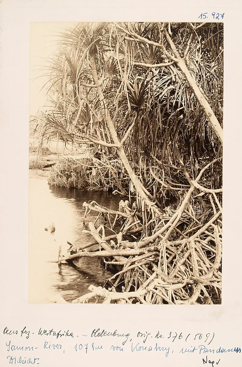 Samou-River (Pandanus-Dickicht), 107 km von Conakry
