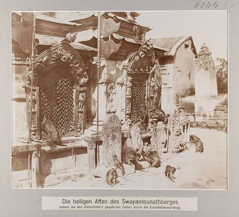 Die heiligen Affen des Swayambunathberges stehlen die den Götterbildern geopferten Gaben durch die Eisenkettenvorhänge