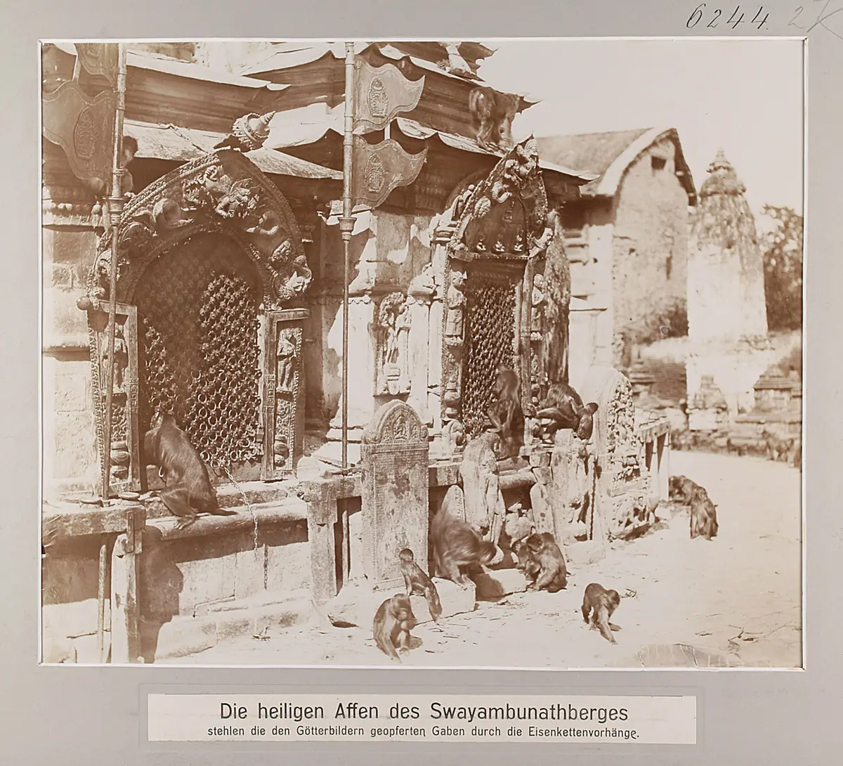 Die heiligen Affen des Swayambunathberges stehlen die den Götterbildern geopferten Gaben durch die Eisenkettenvorhänge