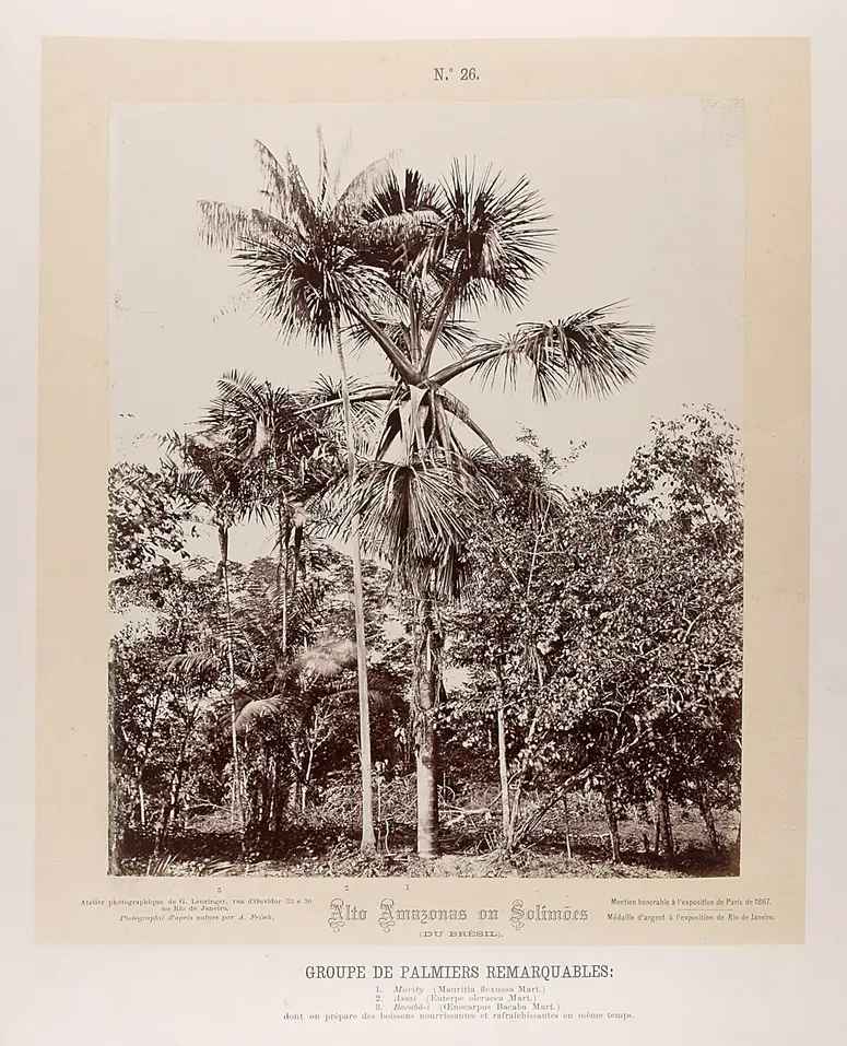 Gruppe von Palmen