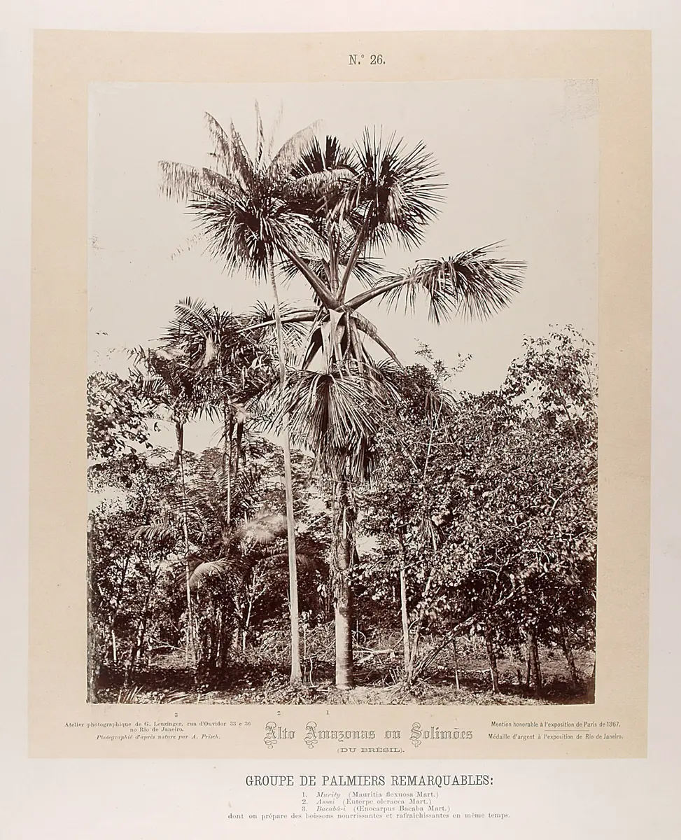 Gruppe von Palmen