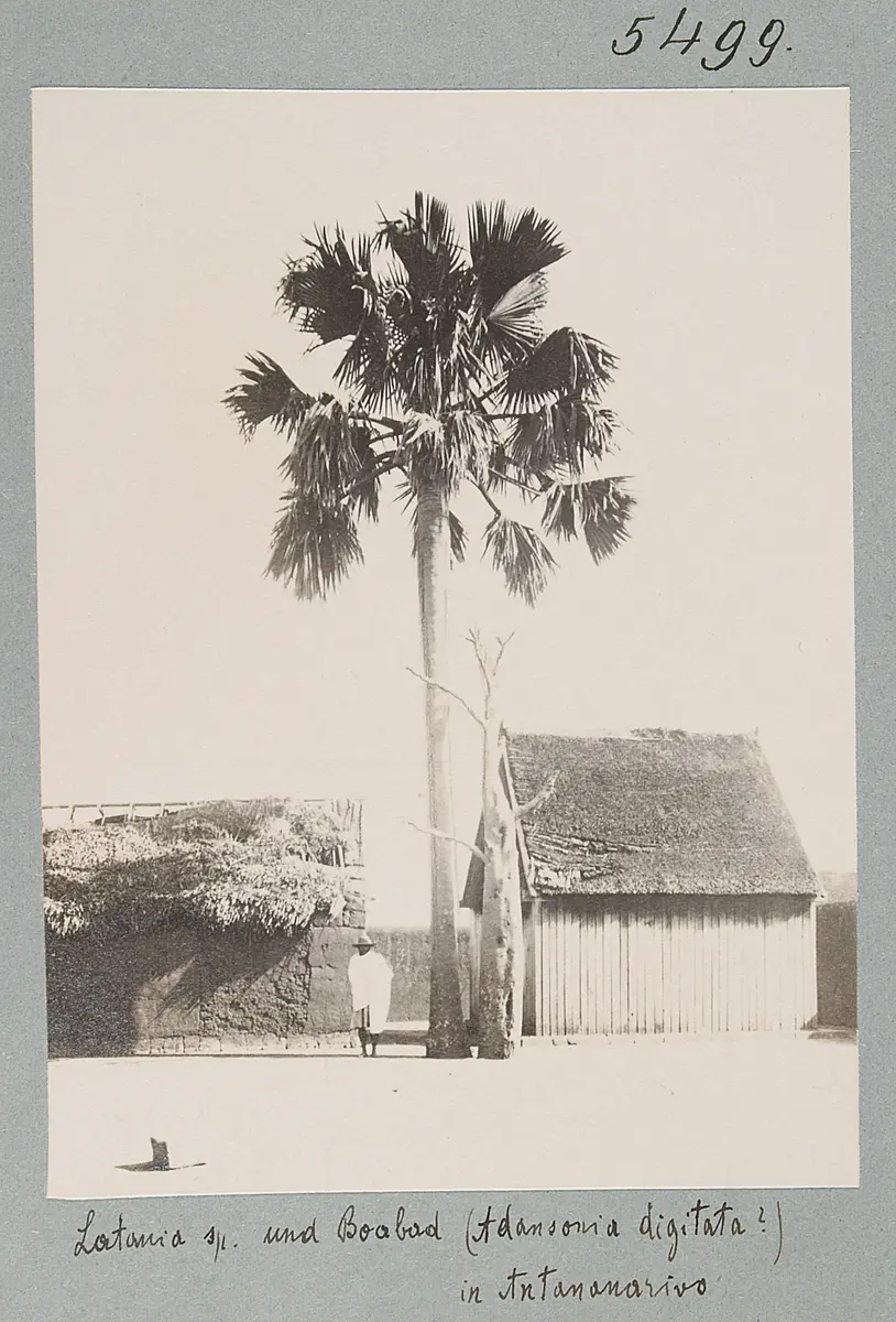Giebelsachhaus, Latania sp. und Boabad (Adansonia digitata?) in Antananarivo