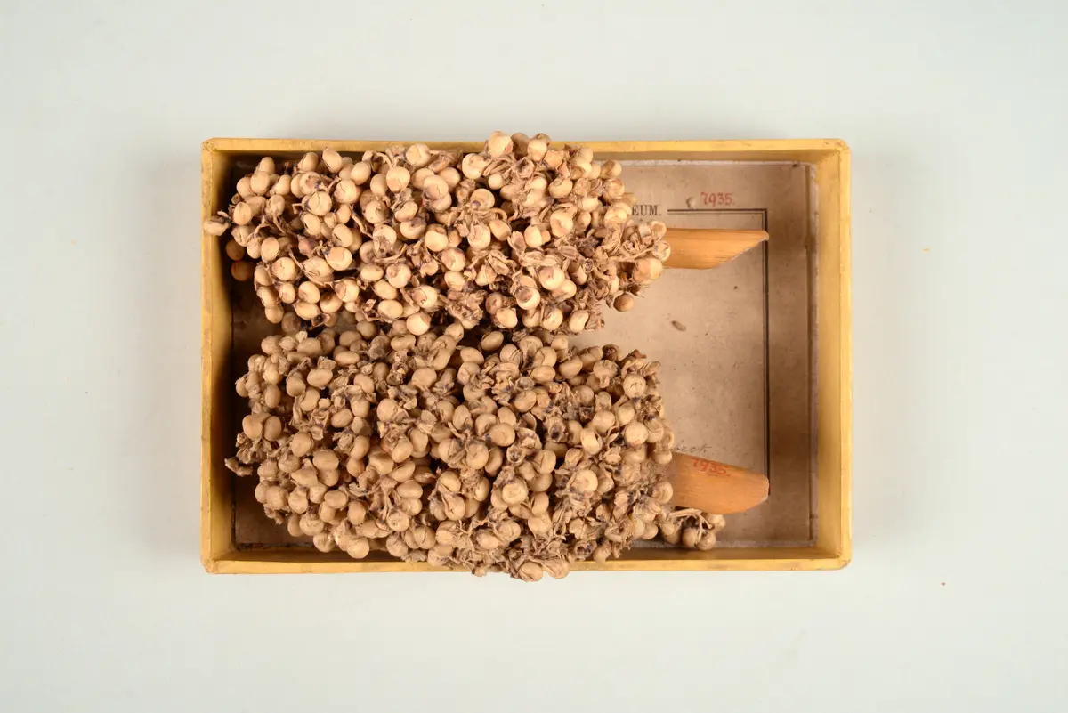 Dhurra Cob