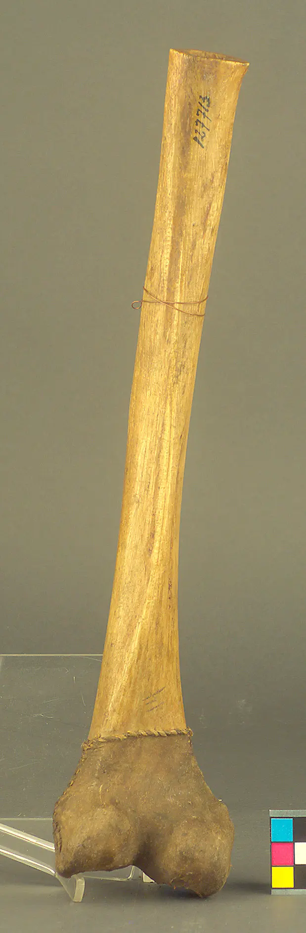 Knochentrompete
