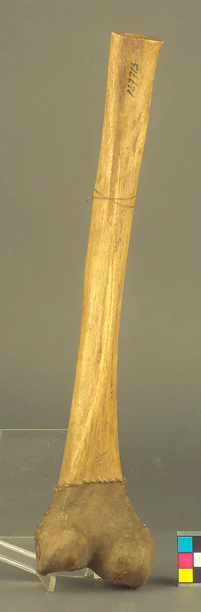 Knochentrompete