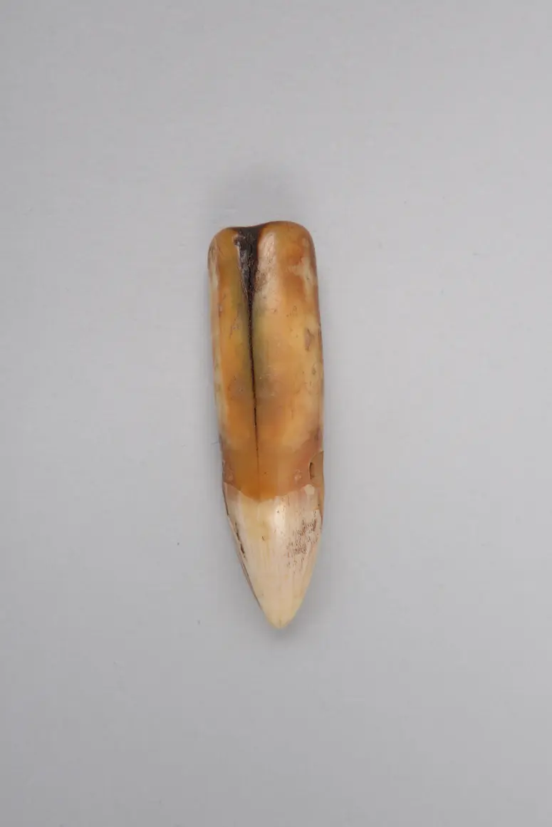 Tierzahn (Amulett)