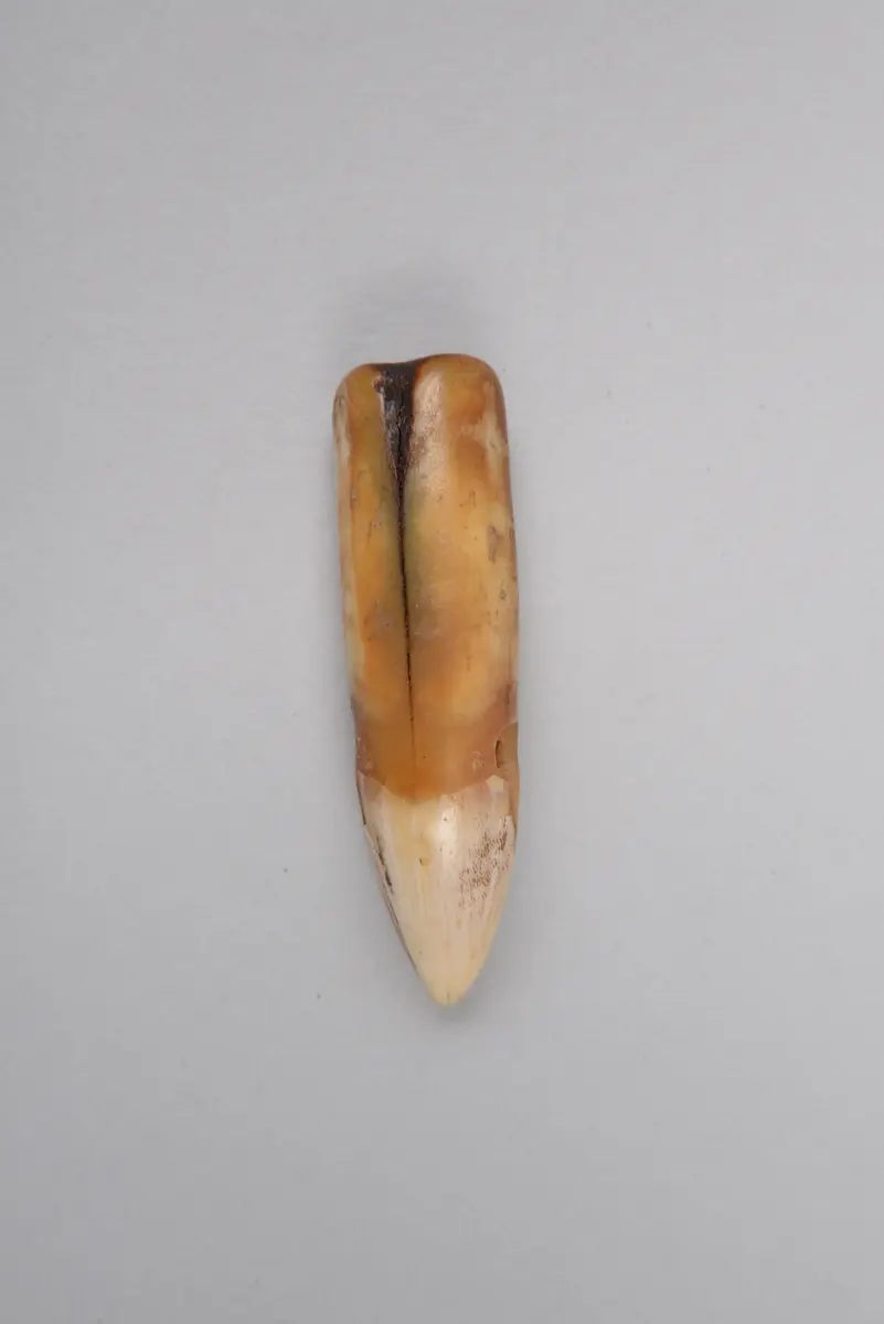 Tierzahn (Amulett)