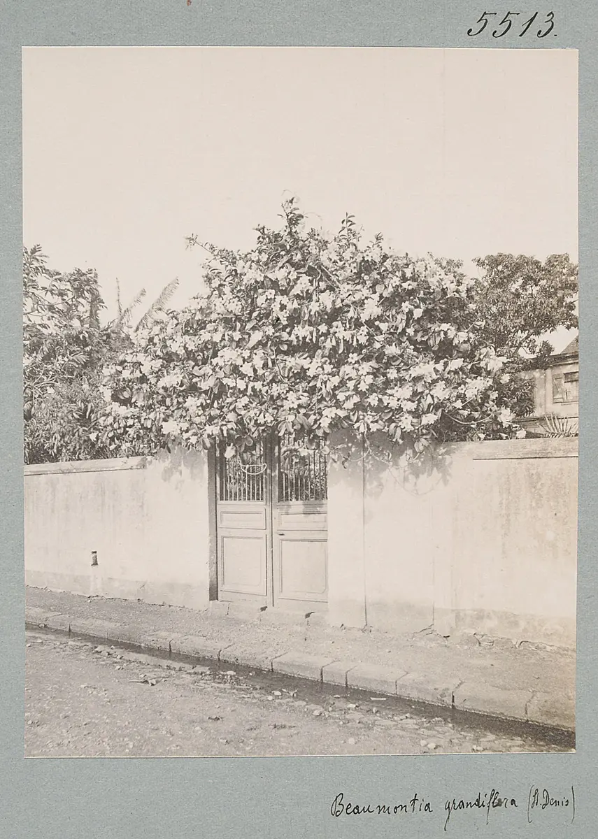 Reunion. Beaumontia grandiflora (St. Denis)