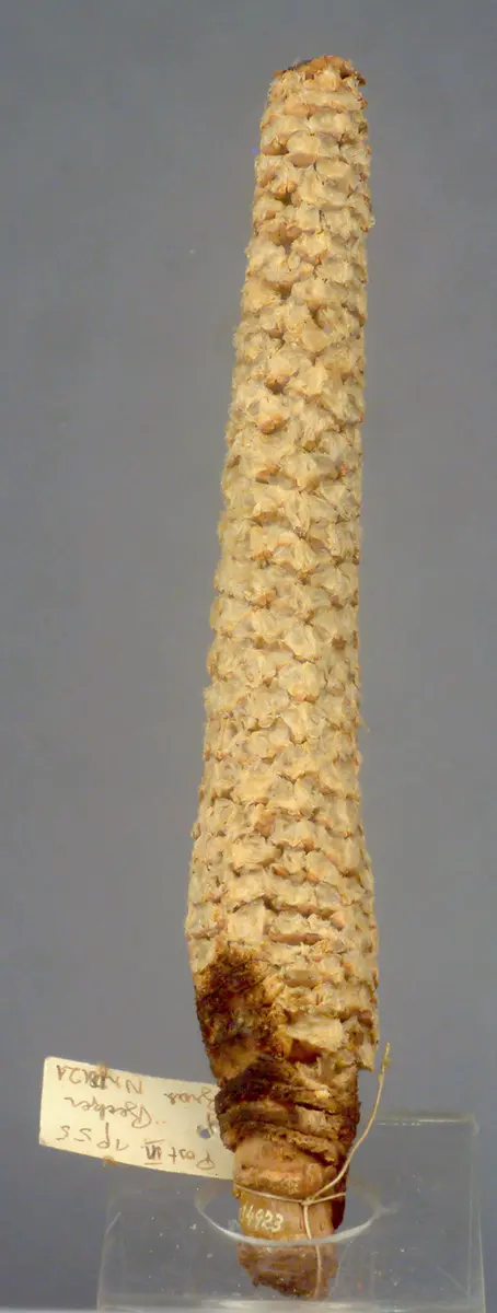 Maiskolben