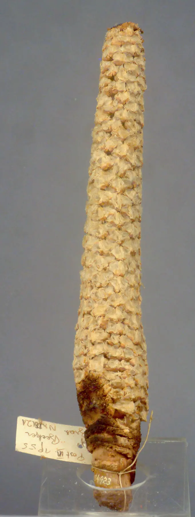 Maiskolben