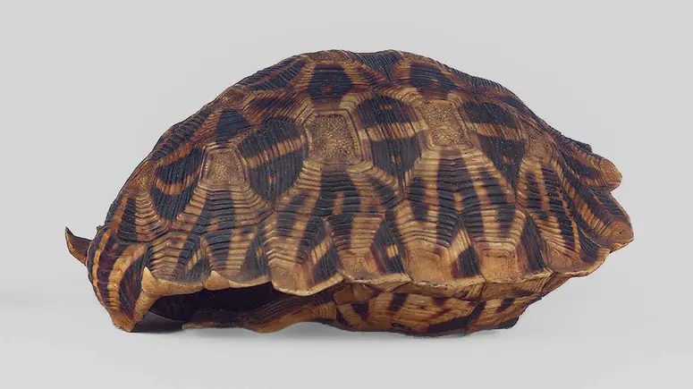 Schildkrötenpanzerbehälter
