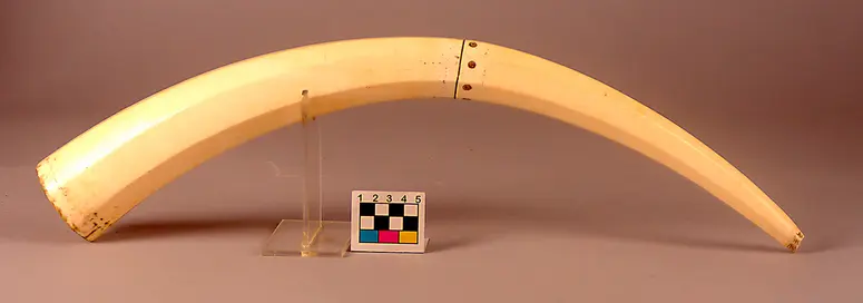 Horn