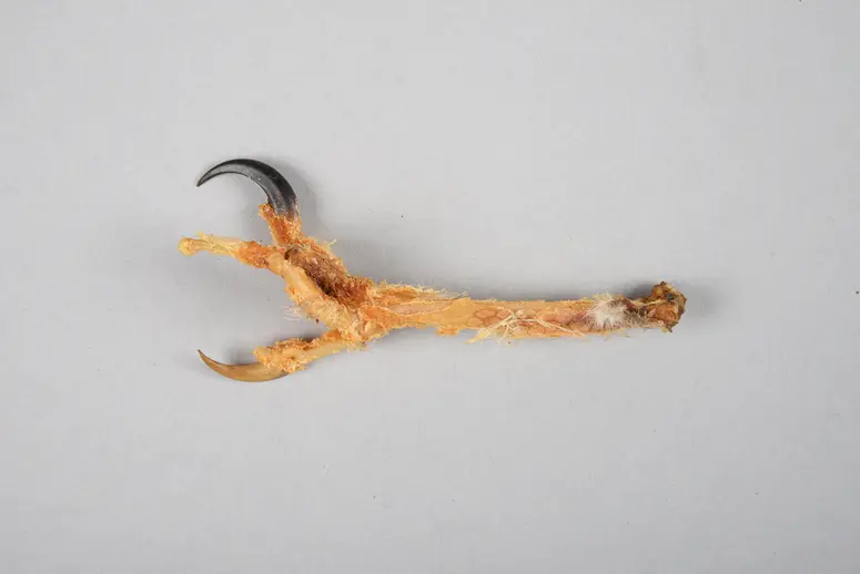 Hühnerfuß (Amulett)