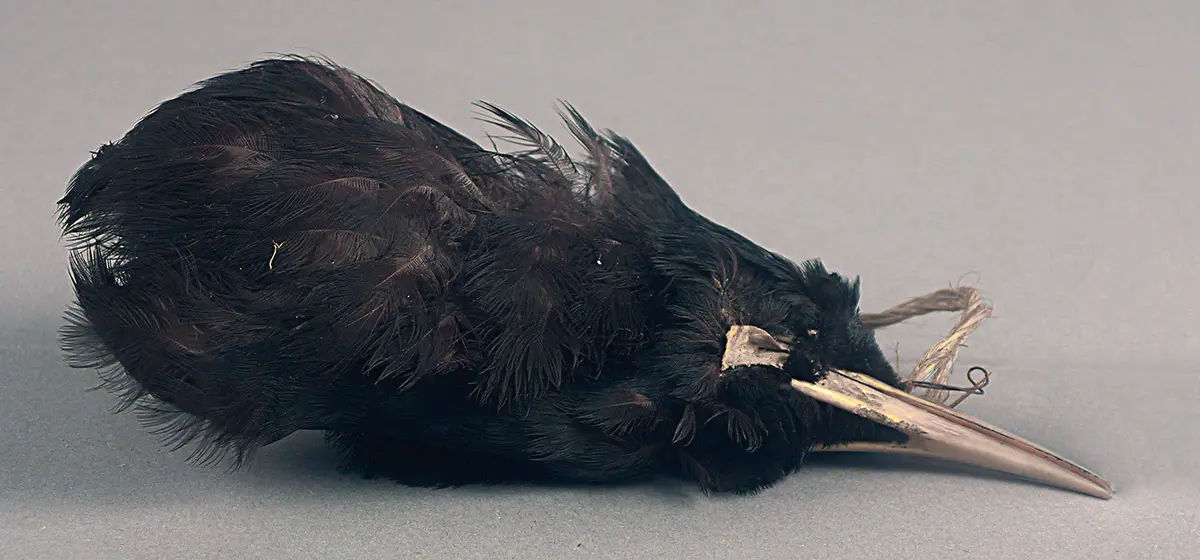Vogelbalg