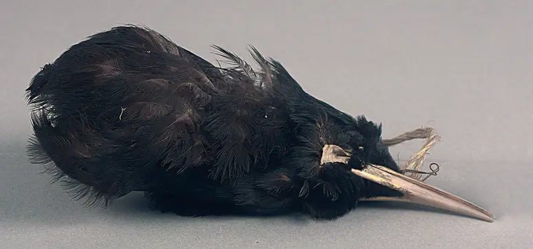 Vogelbalg
