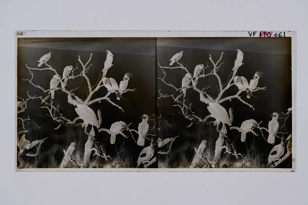 Stereofotografie, Negativ
