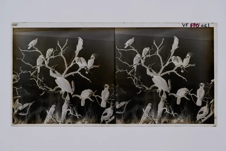Stereofotografie, Negativ