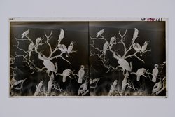 Stereofotografie, Negativ