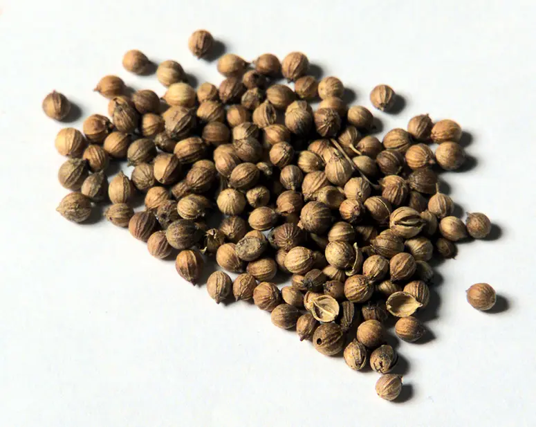 Koriander Coriandrum sativum L.