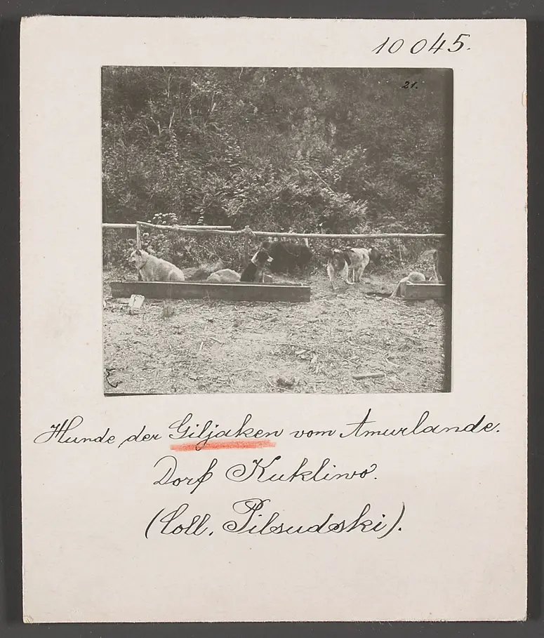 Hunde der Giljaken aus Kukliwo