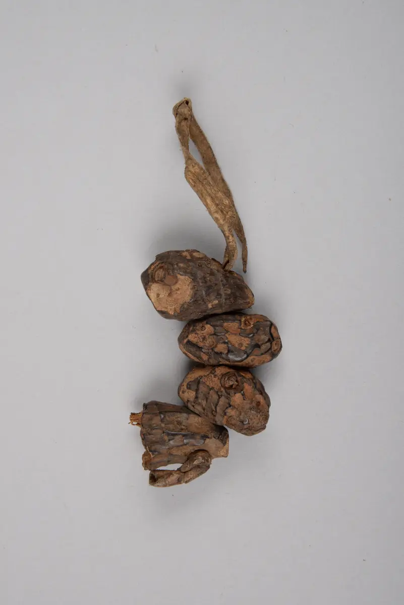 Wurzelknollen (Amulett)