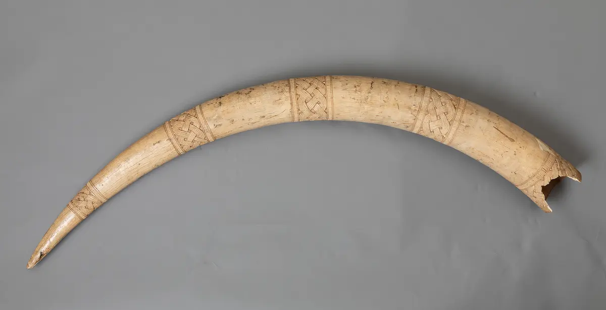 Elfenbeinzahn mit Königsmarke