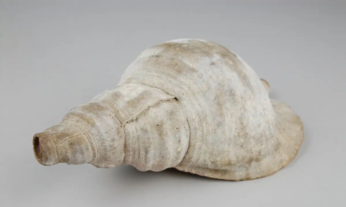 Trompete