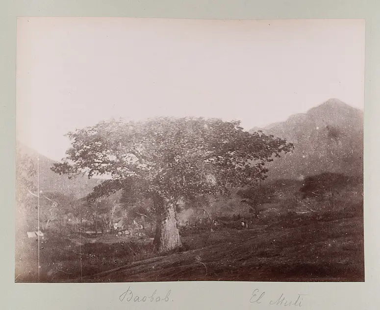 Baobab. El Muti