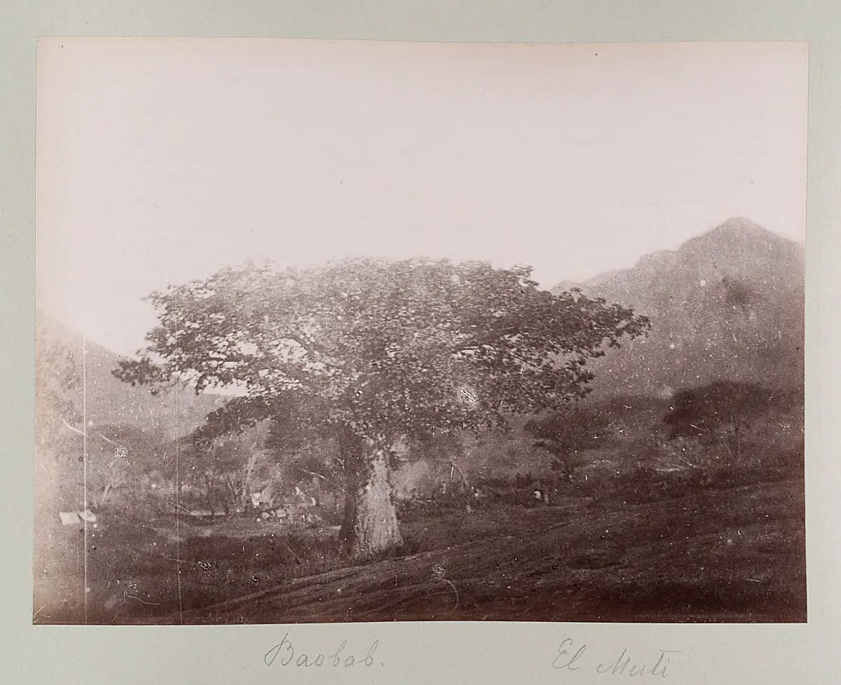 Baobab. El Muti