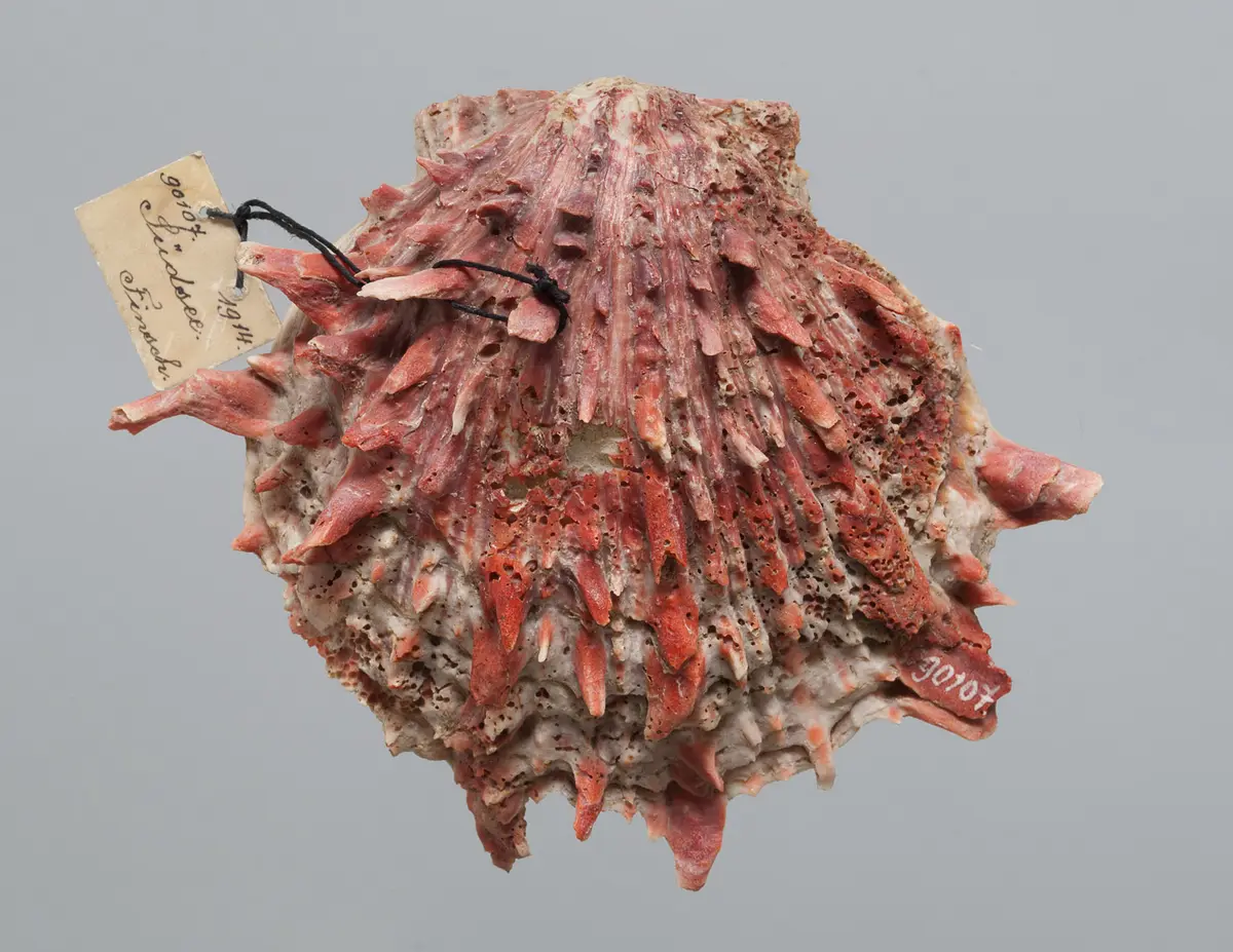 Spondylus-Muschelschale