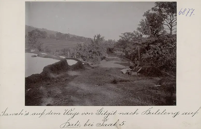 Sawah's (Reisterrasse) auf dem Wege von Gitgit nach Buleleng auf Bali; bei Paal 5
