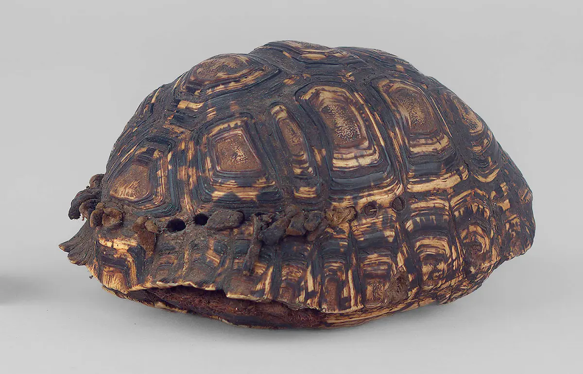Schildkrötenpanzerbehälter
