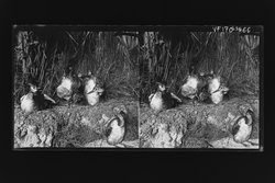 Stereofotografie, Negativ